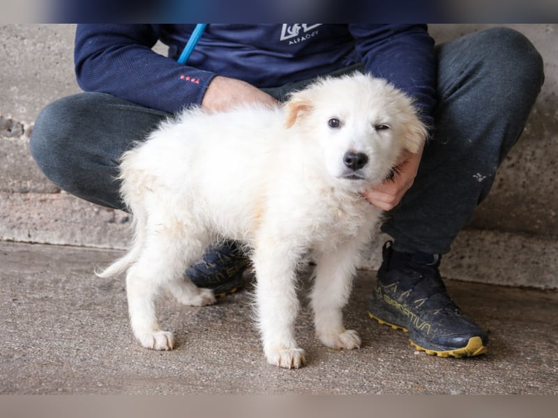 Calira - SOS - Weiß jemand, was aufpassen eigentlich heißt?