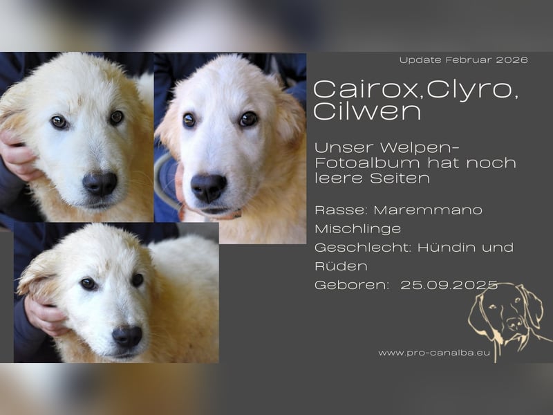 Clyro - SOS - Weiß jemand, was aufpassen eigentlich heißt ?