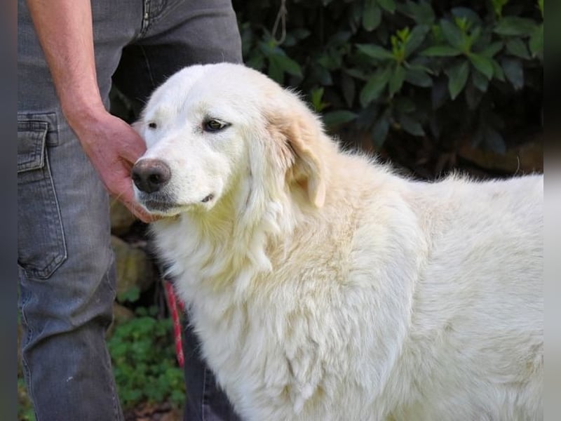 Kandie - Allein im Grau