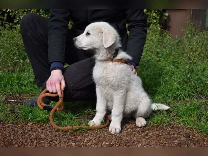 Hirion - So kleine Herzen...