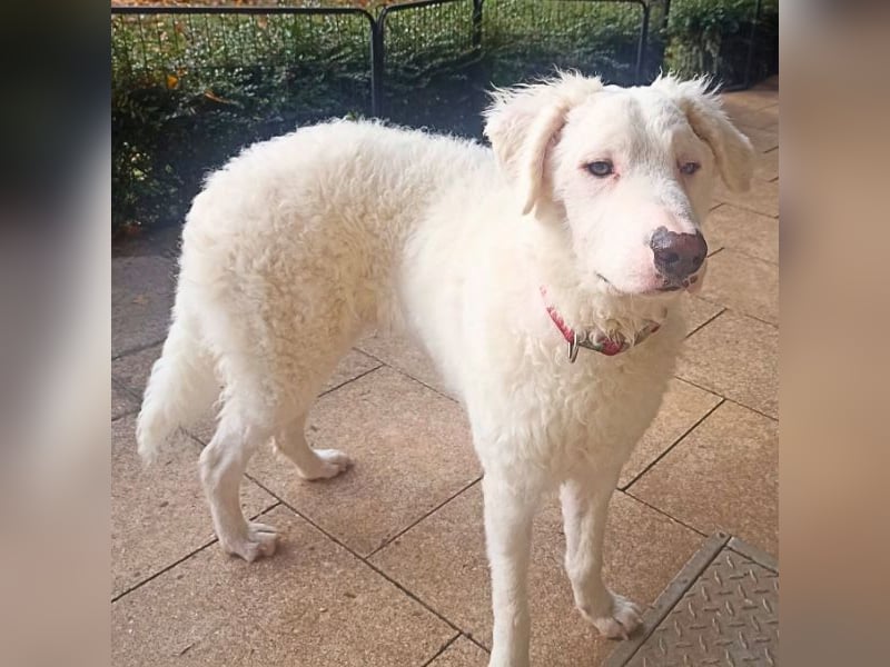 Bullo - Jede Menge tolle Dinge....