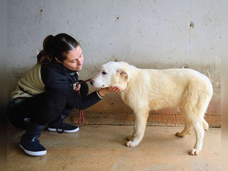 Roderico - Für diese traurige Geschicht...
