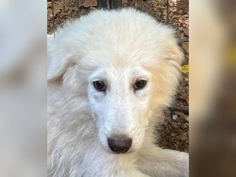 Cedro - Verständnis, Liebe & Geduld!