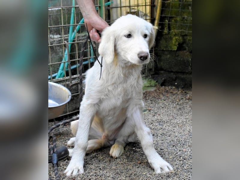 Rafael - Weiß, klug und wunderschön