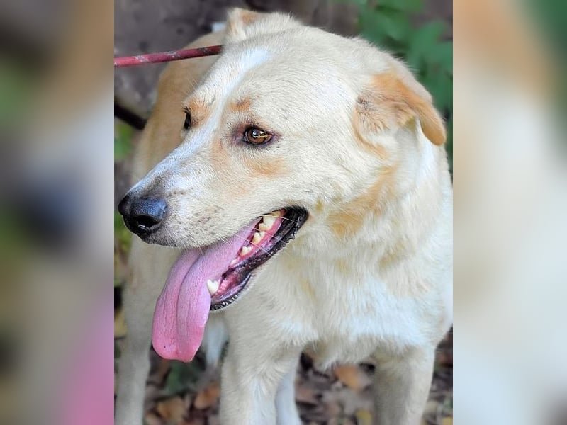 Admeto - Nur ein Wunsch: endlich nach Hause!