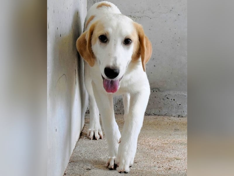 Briselda - Von Sinnen