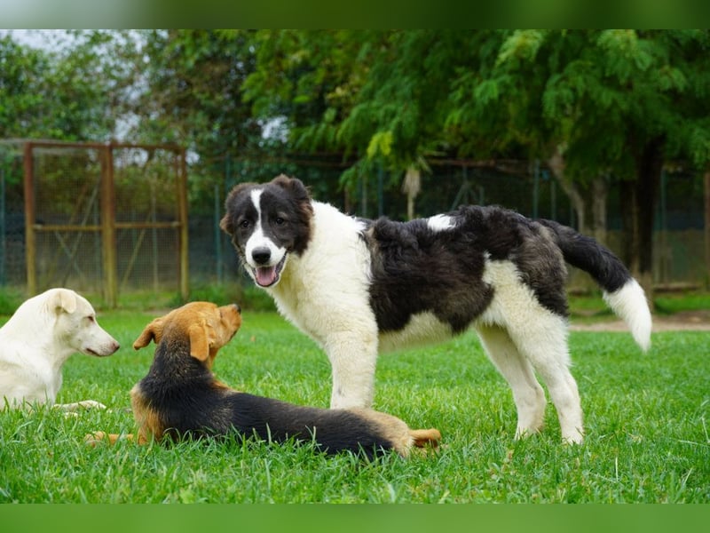 Uriel -  Zeigst du mir den Weg?
