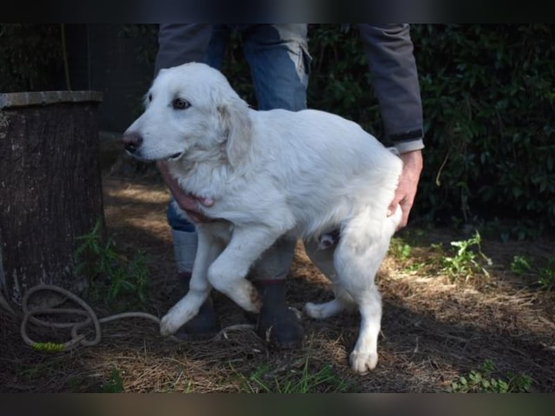 Sylvain - So jung und so chancenlos ...