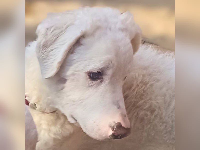 Bullo - Jede Menge tolle Dinge....