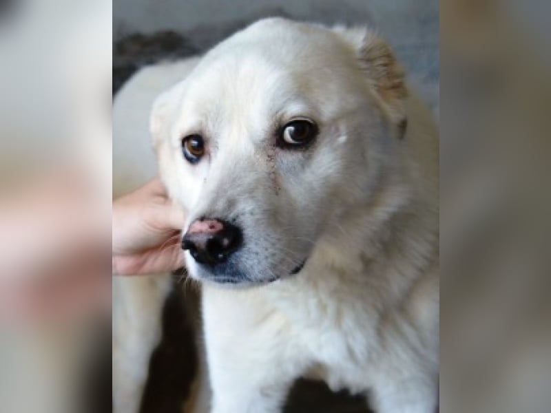 Talete - das Stehaufmännchen