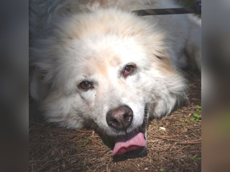 Alida - Unter dem Mantel der Verwahrlosung