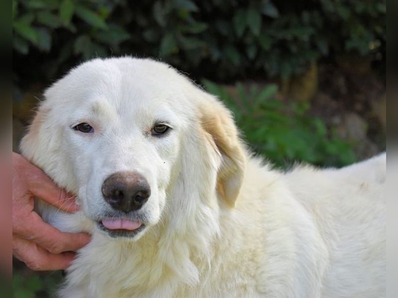 Kandie - Allein im Grau