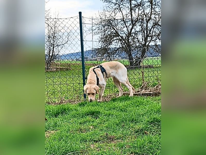 Neve - vorsichtig, anhänglich und bereit zu vertrauen