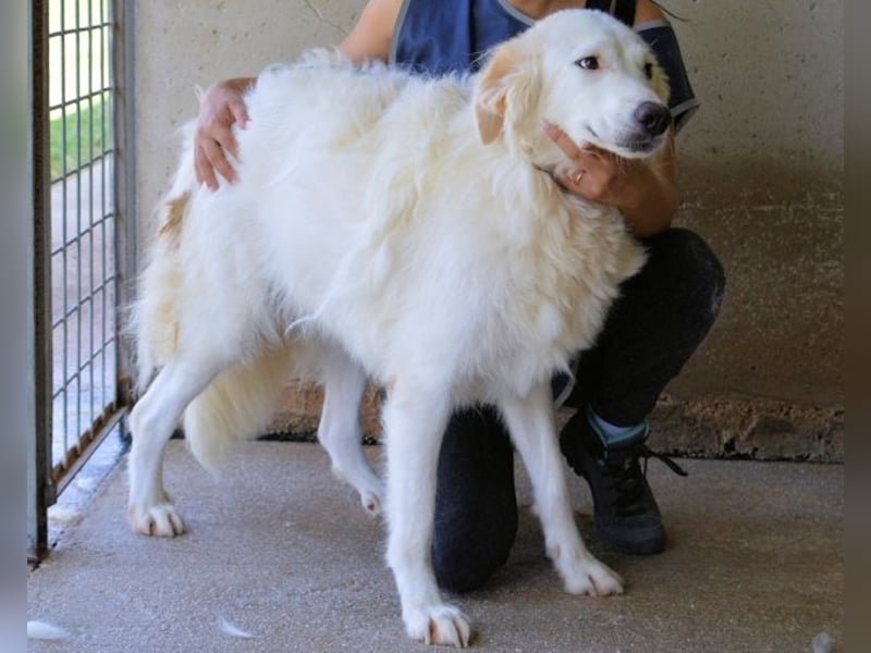 Kandie - Allein im Grau