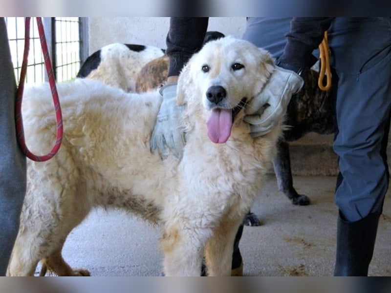 Imeria - Vielleicht bin ich dein leises Ja?