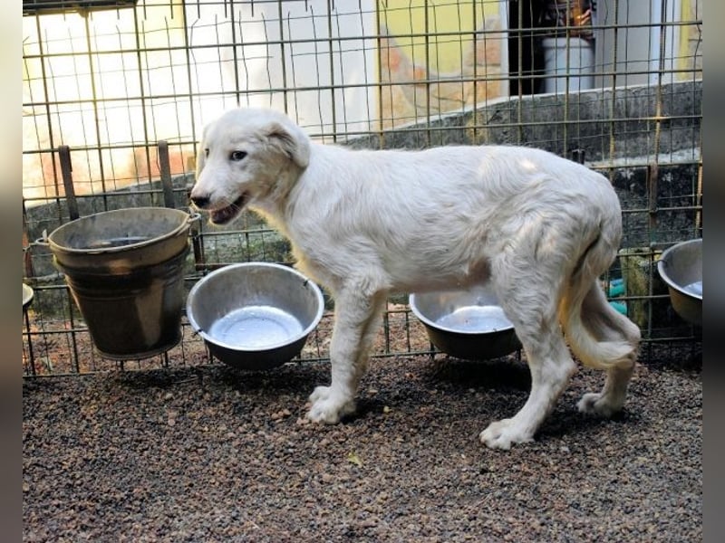 Radulf - Weiß, klug und wunderschön