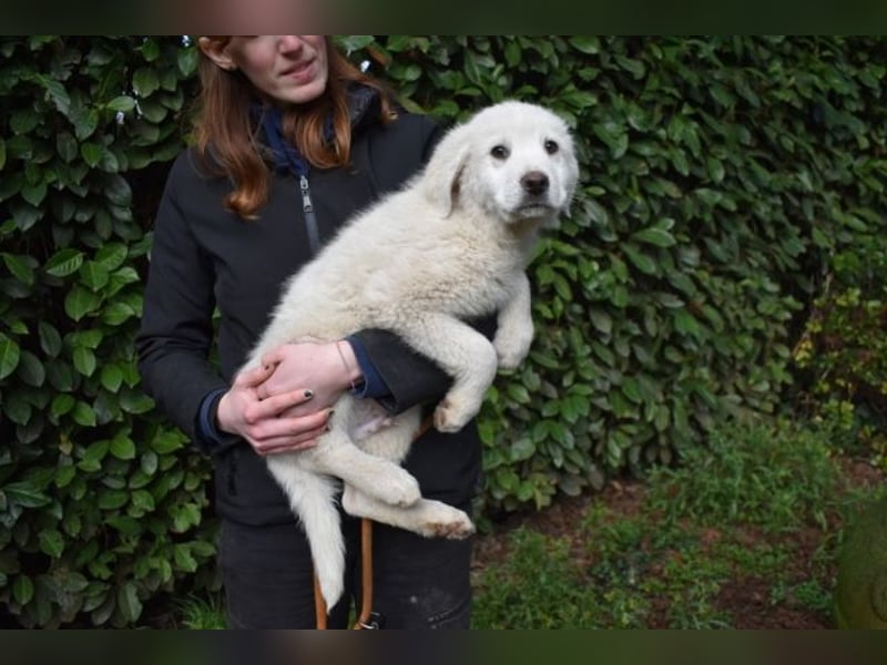 Hirion - So kleine Herzen...