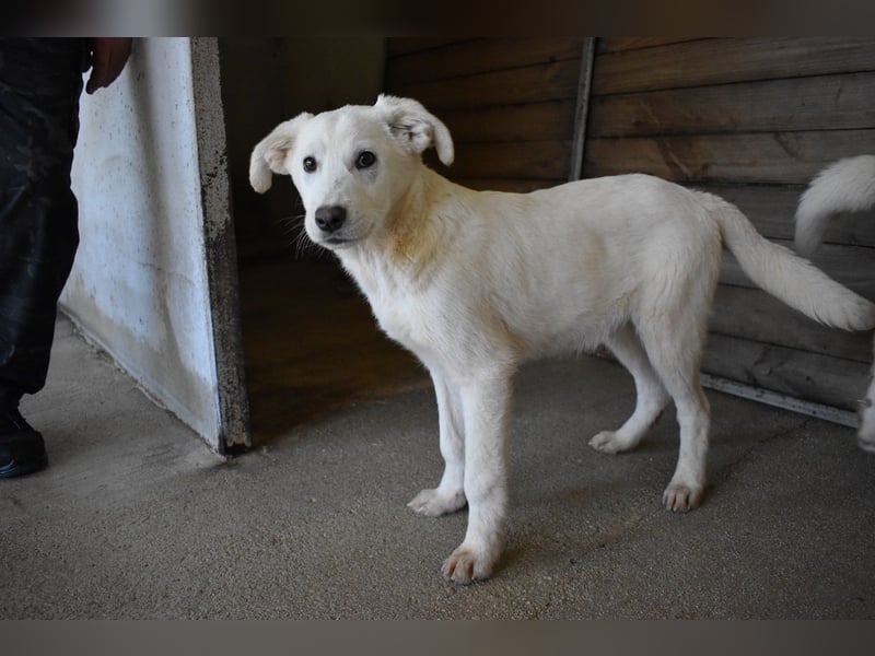 Roderico - Für diese traurige Geschicht...