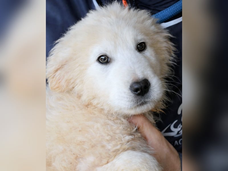 Clyro - SOS - Weiß jemand, was aufpassen eigentlich heißt ?