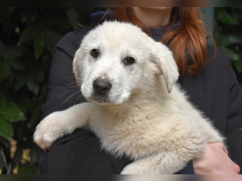 Hectorin - So kleine Herzen...