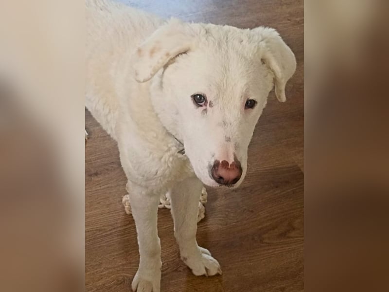 Boss - So viel Abenteuerliches...