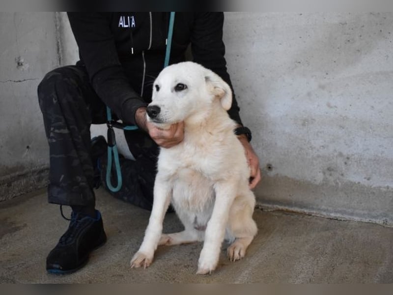 Ryther - Für diese traurige Geschicht...