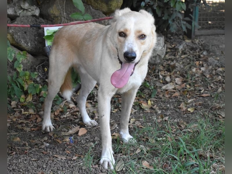 Admeto - Nur ein Wunsch: endlich nach Hause!