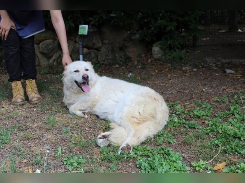 Fyona - Hell wie das Licht