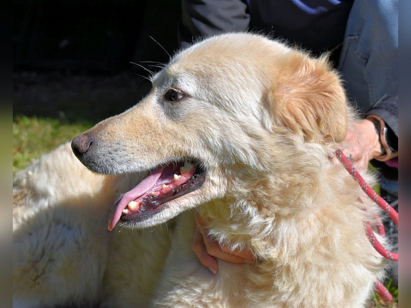 Fyona - Hell wie das Licht