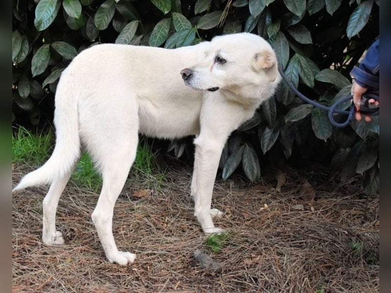 Talete - das Stehaufmännchen