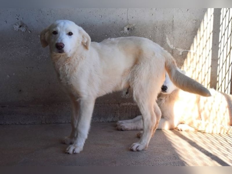 Rionel - Für diese traurige Geschicht...