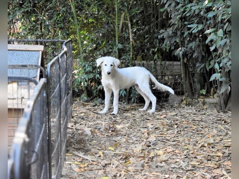Caldendula - Was noch nicht ist, kann immer noch werden!