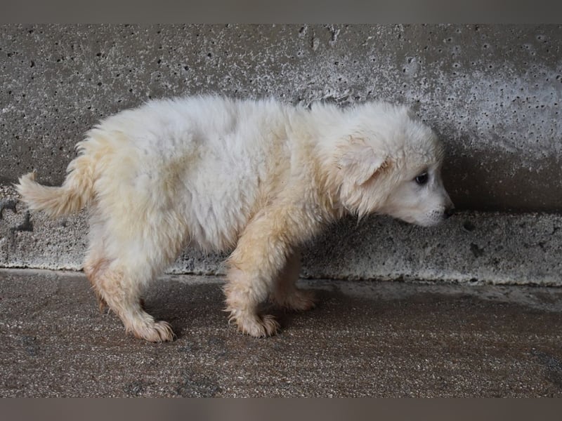 Calira - SOS - Weiß jemand, was aufpassen eigentlich heißt?