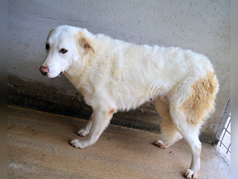 Vitale - "Komm, trau dich! Du kannst das!"