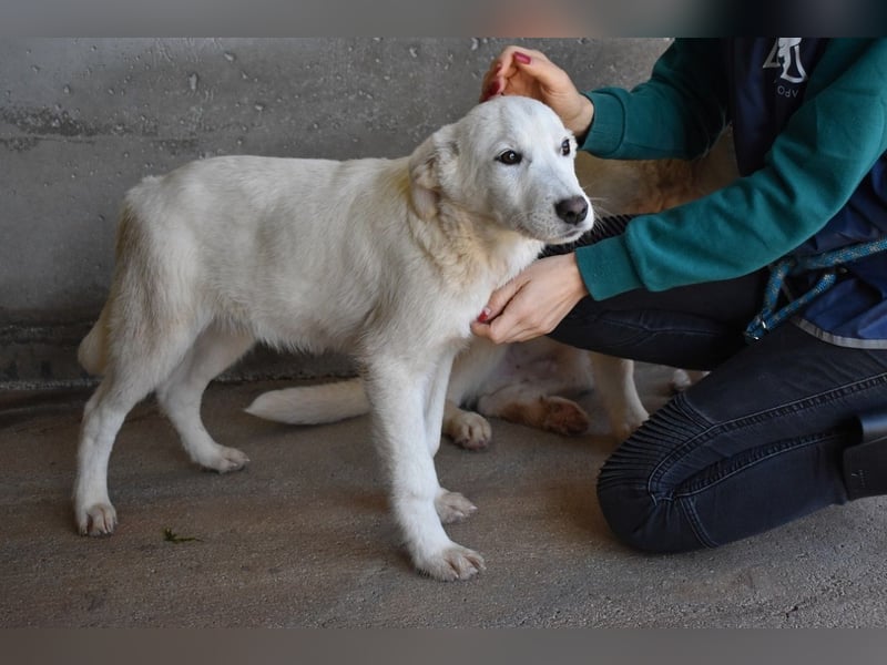 Roderico - Für diese traurige Geschicht...