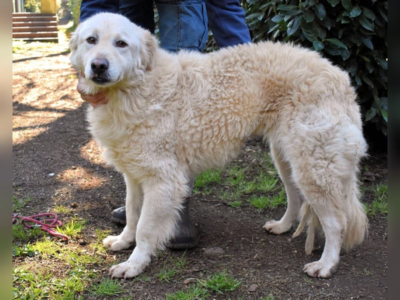 Fyona - Hell wie das Licht