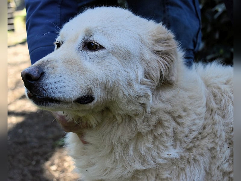 Fyona - Hell wie das Licht