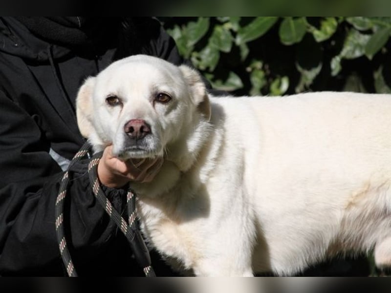 Talete - das Stehaufmännchen