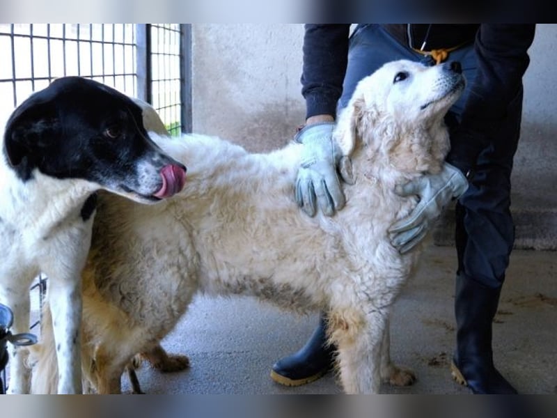 Imeria - Vielleicht bin ich dein leises Ja?