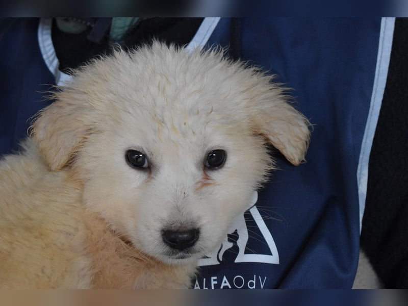 Cilwen - SOS - Weiß jemand, was aufpassen eigentlich heißt ?