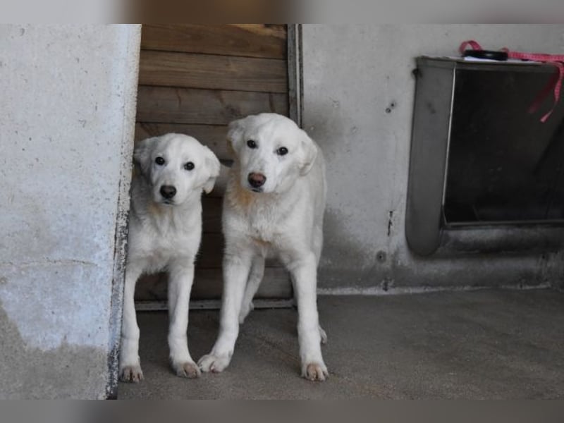 Rionel - Für diese traurige Geschicht...