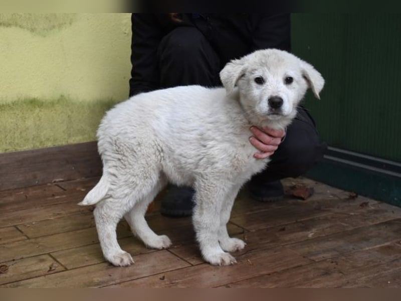 Harlan - So kleine Herzen...