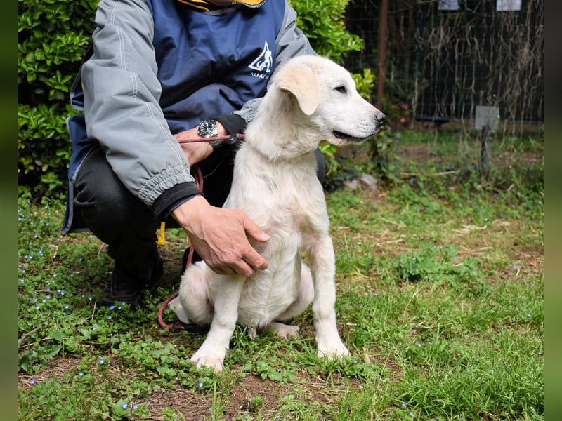 Hectorin - So kleine Herzen...