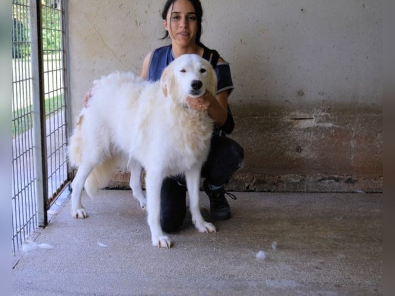 Kandie - Allein im Grau