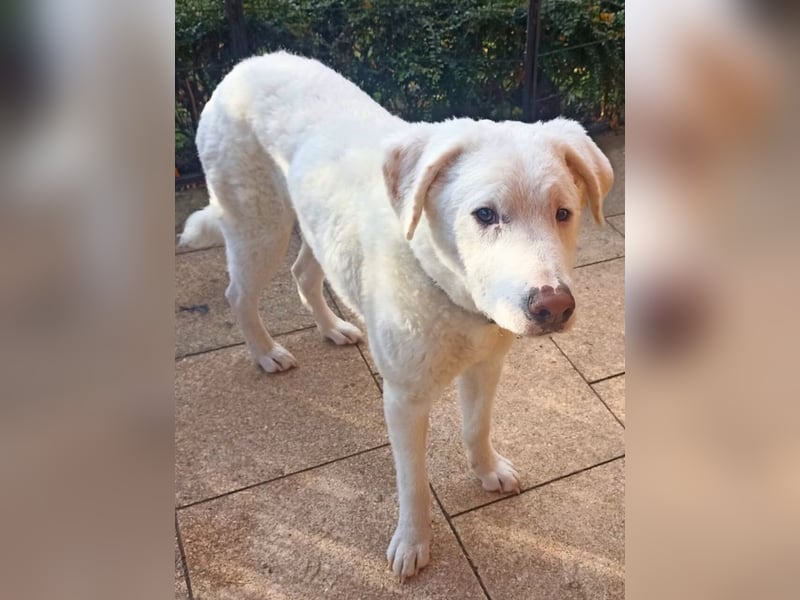 Boss - So viel Abenteuerliches...