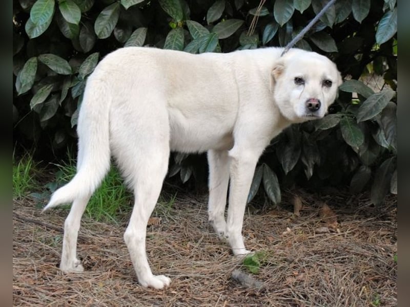 Talete - das Stehaufmännchen