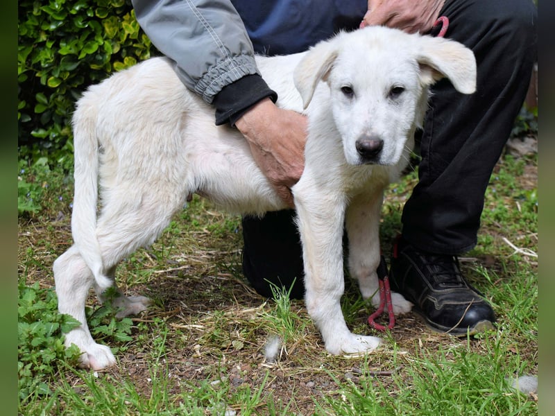 Hectorin - So kleine Herzen...