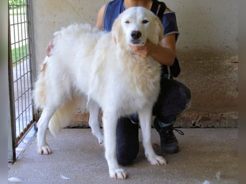 Kandie - Allein im Grau