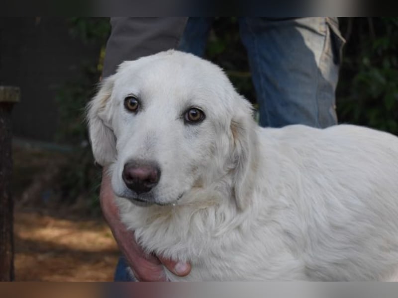 Sylvain - So jung und so chancenlos ...