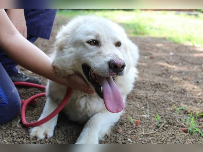 Fyona - Hell wie das Licht